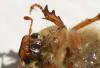 Amphimallon solstitiale